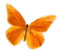 Orange Butterfly