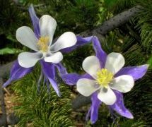 Columbines