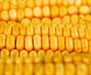 Corn Feed