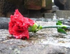Carnation on a Grave