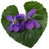 Violets on Heart Leaf