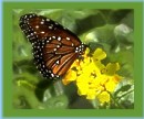 Monarch Butterfly