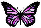 Pink Butterfly