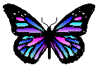 Multicolor Butterfly